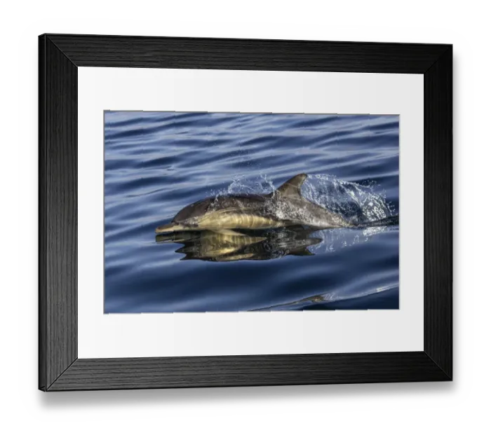 Framed Print : Common dolphin (Delphinus delphis) porpoising at the surface to breathe, Inner Hebrides Framed Print : Common dolphin (Delphinus delphis) porpoising at the surface to breathe, Inner Hebrides