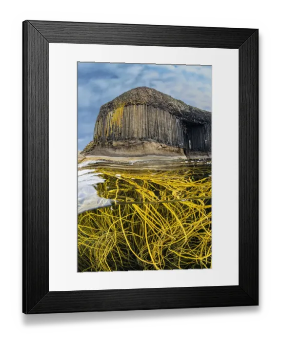 Framed Print : A tangle of Spaghetti seaweed / Thong weed (Himanthalia elongata) Framed Print : A tangle of Spaghetti seaweed / Thong weed (Himanthalia elongata)