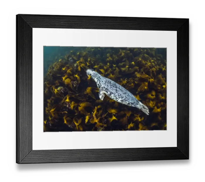 Framed Print : Young, female Grey seal (Halichoerus grypus) swimming over a forest of Cuvie kelp Framed Print : Young, female Grey seal (Halichoerus grypus) swimming over a forest of Cuvie kelp