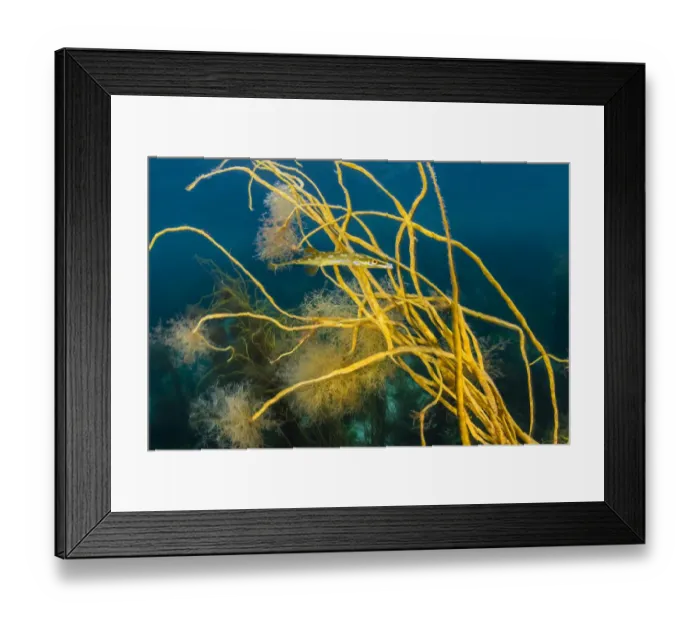 Framed Print : Male Fifteen spined stickleback / Sea stickleback (Spinachia spinachia) Framed Print : Male Fifteen spined stickleback / Sea stickleback (Spinachia spinachia)