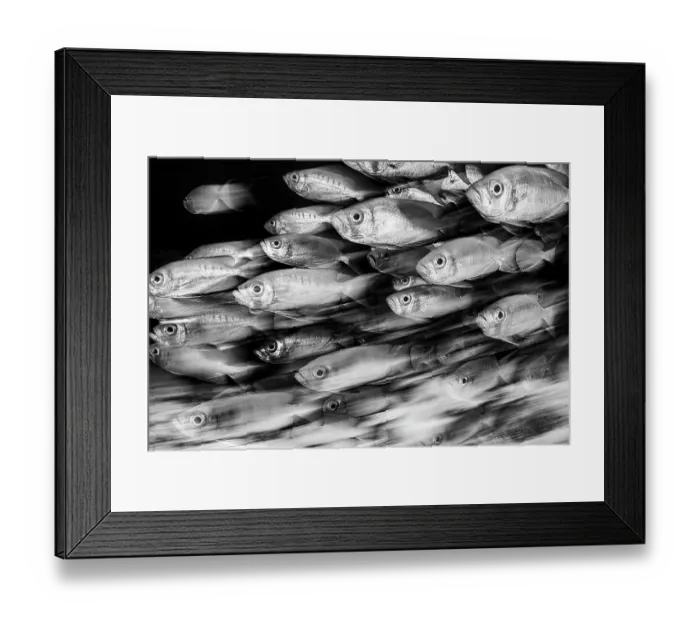 Framed Print : Crescent-tail bigeye (Priacanthus hamrur) school on a coral reef, shot with a long exposure. North Male Atoll, Maldives. Indian Ocean Framed Print : Crescent-tail bigeye (Priacanthus hamrur) school on a coral reef, shot with a long exposure. North Male Atoll, Maldives. Indian Ocean