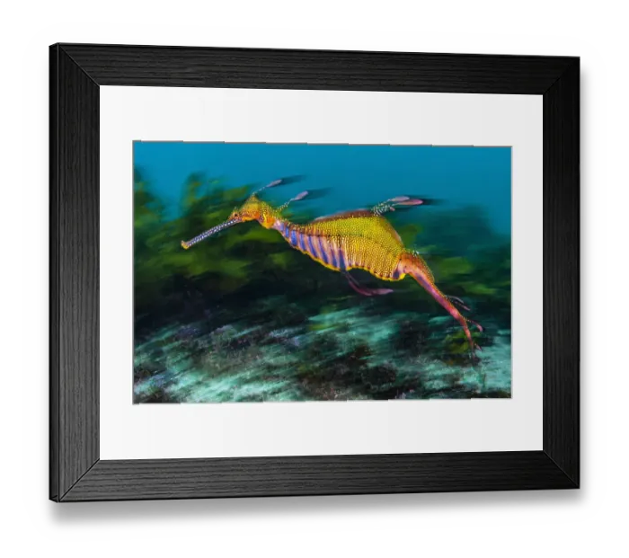Framed Print : Weedy seadragon (Phyllopteryx taeniolatus) swimming over seaweeds Framed Print : Weedy seadragon (Phyllopteryx taeniolatus) swimming over seaweeds