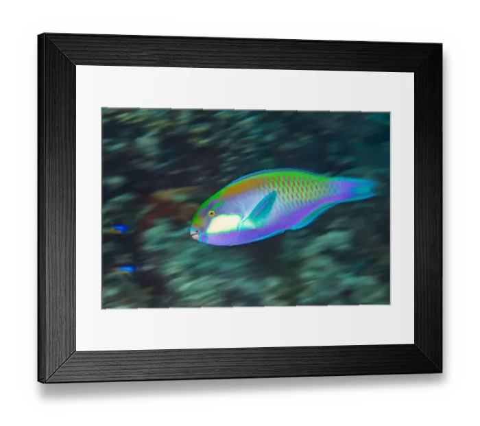 Framed Print : Male Bleekers parrotfish (Chlorurus bleekeri) races across a coral reef as it Framed Print : Male Bleekers parrotfish (Chlorurus bleekeri) races across a coral reef as it