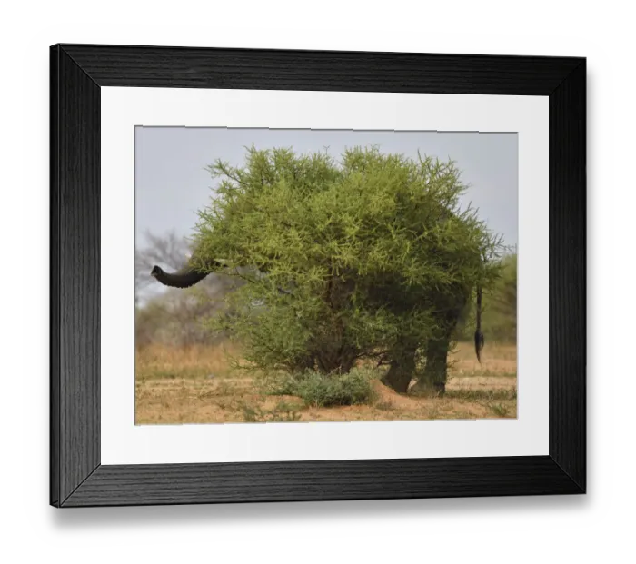 Framed Print : African elephant (Loxodonta africana) hidden behind a bush, Marataba Private Reserve