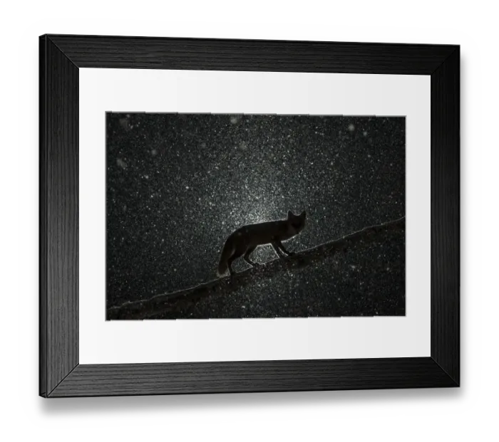 Framed Print : Female Fox (Vulpes vulpes) walking on tree trunk in heavy snowstorm in the dark Framed Print : Female Fox (Vulpes vulpes) walking on tree trunk in heavy snowstorm in the dark