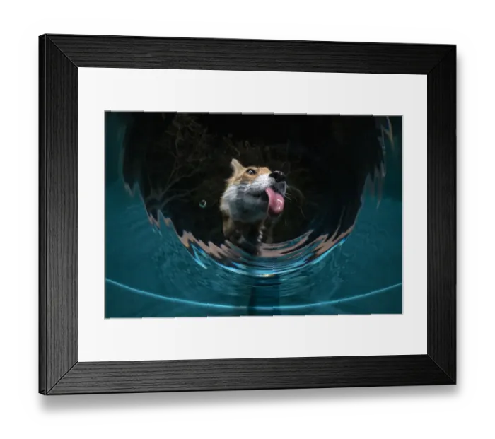 Framed Print : Fox (Vulpes vulpes) drinking water from a sauna pool in a garden Framed Print : Fox (Vulpes vulpes) drinking water from a sauna pool in a garden