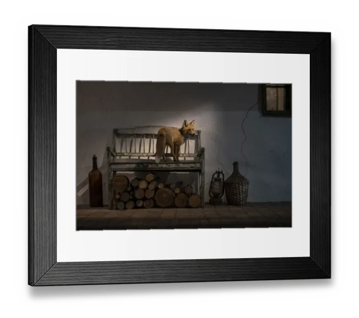 Framed Print : Female Fox (Vulpes vulpes) caught in a shaft of light on the porch of a farmhouse