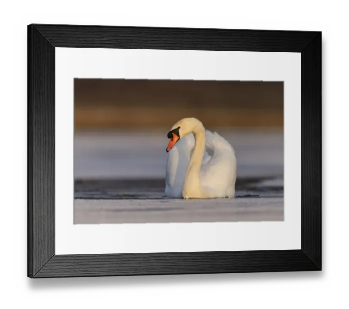 Framed Print : Mute swan (Cygnus olor) swimming in a small pool of frozen lake, Richmond Park, London Framed Print : Mute swan (Cygnus olor) swimming in a small pool of frozen lake, Richmond Park, London