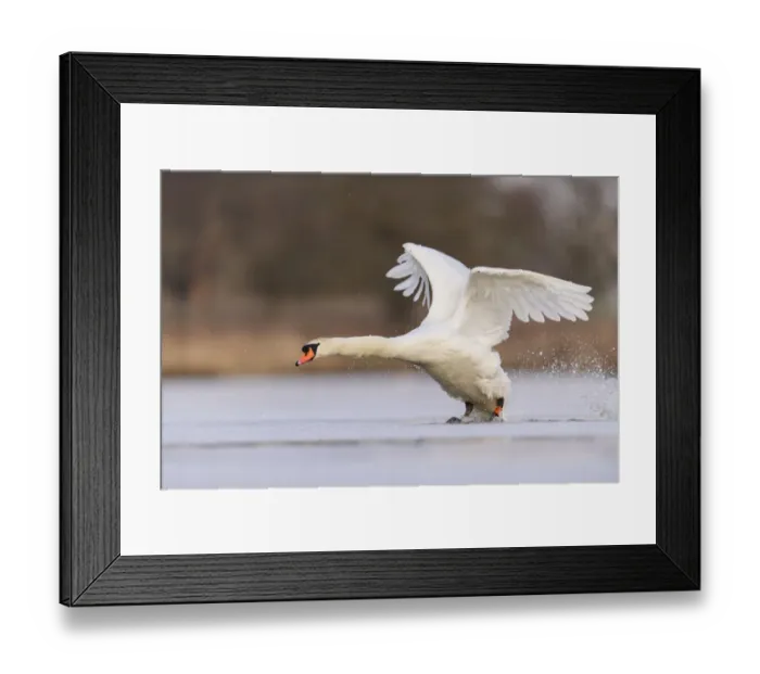Framed Print : Mute swan (Cygnus olor) landing on frozen lake, Richmond Park, London, UK. February Framed Print : Mute swan (Cygnus olor) landing on frozen lake, Richmond Park, London, UK. February