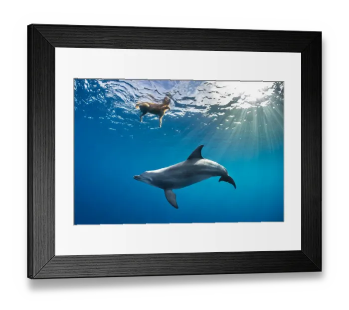 Framed Print : Wild Indian Ocean bottlenose dolphin (Tursiops adunctus) Framed Print : Wild Indian Ocean bottlenose dolphin (Tursiops adunctus)