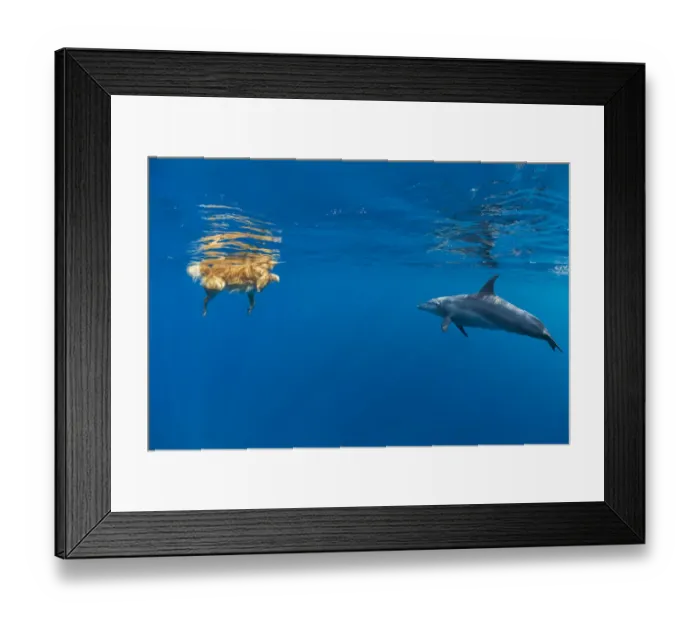 Framed Print : Wild Indian Ocean bottlenose dolphin (Tursiops adunctus) Framed Print : Wild Indian Ocean bottlenose dolphin (Tursiops adunctus)