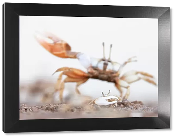 Mexican fiddler crab (Leptuca crenulata) small male displaying with larger individual
