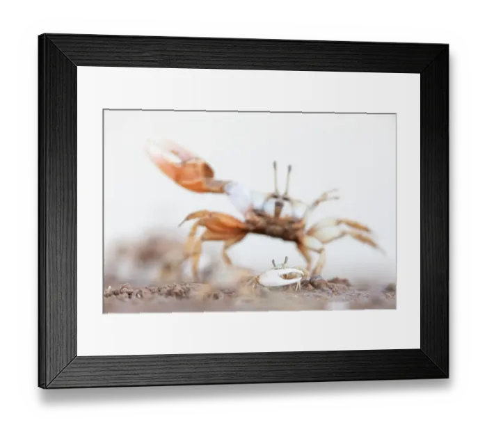 Framed Print : Mexican fiddler crab (Leptuca crenulata) small male displaying with larger individual Framed Print : Mexican fiddler crab (Leptuca crenulata) small male displaying with larger individual