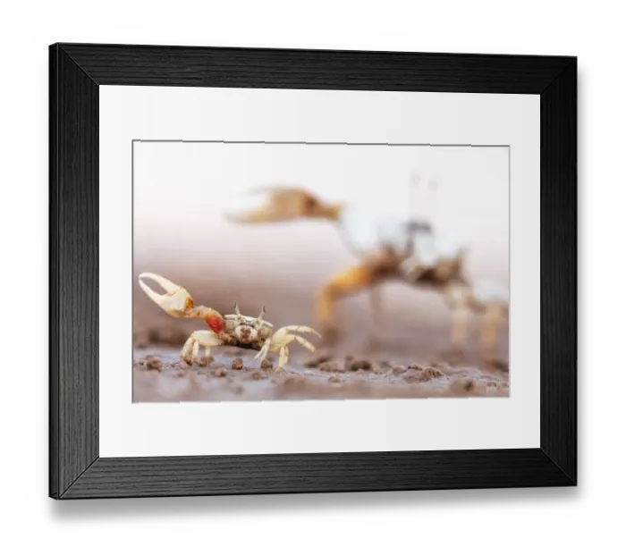 Framed Print : Mexican fiddler crab (Leptuca crenulata) small male displaying with larger individual Framed Print : Mexican fiddler crab (Leptuca crenulata) small male displaying with larger individual