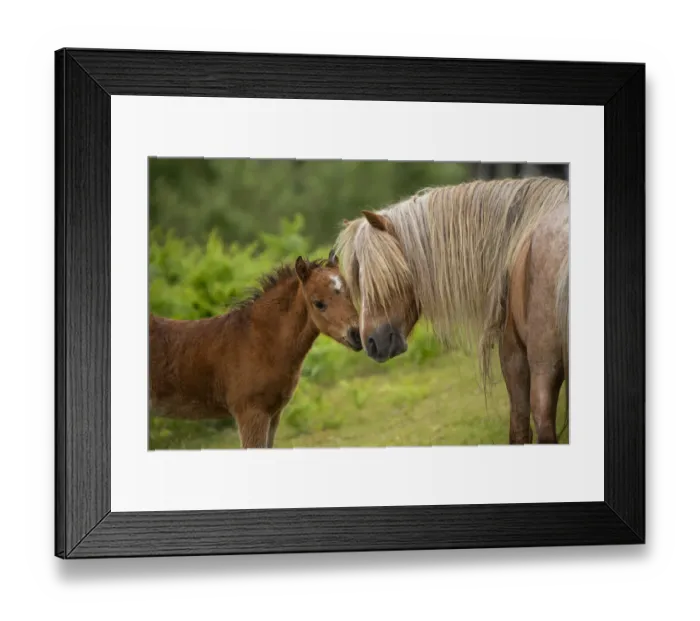 Framed Print : Wild Welsh pony colt greeting his father, Carneddau Mountains, Snowdonia, Wales, UK. June Framed Print : Wild Welsh pony colt greeting his father, Carneddau Mountains, Snowdonia, Wales, UK. June