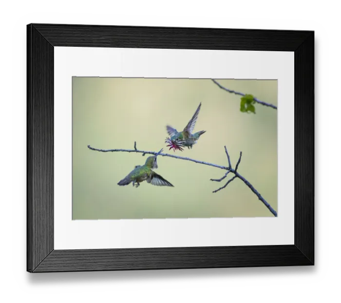 Framed Print : Annas hummingbird (Calypte anna) male dancing in flight