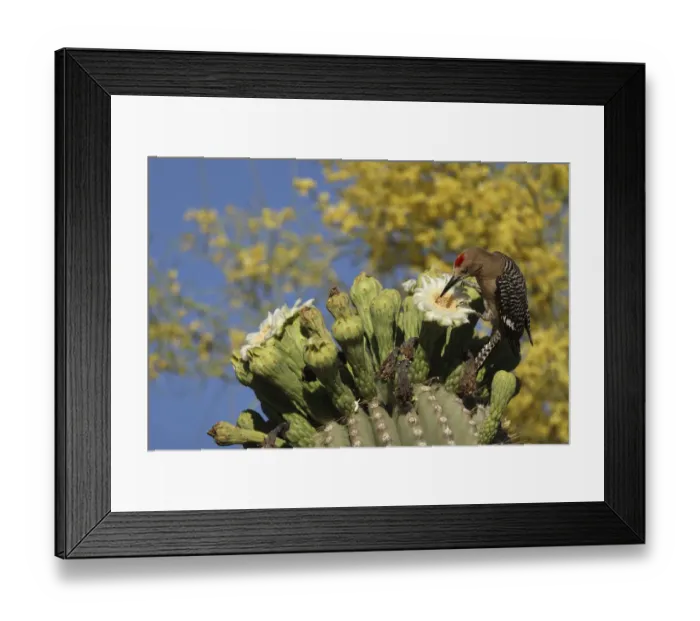 Framed Print : Gila woodpecker (Melanerpes uropygialis) feeding on Saguaro (Carnegiea gigantea) Framed Print : Gila woodpecker (Melanerpes uropygialis) feeding on Saguaro (Carnegiea gigantea)