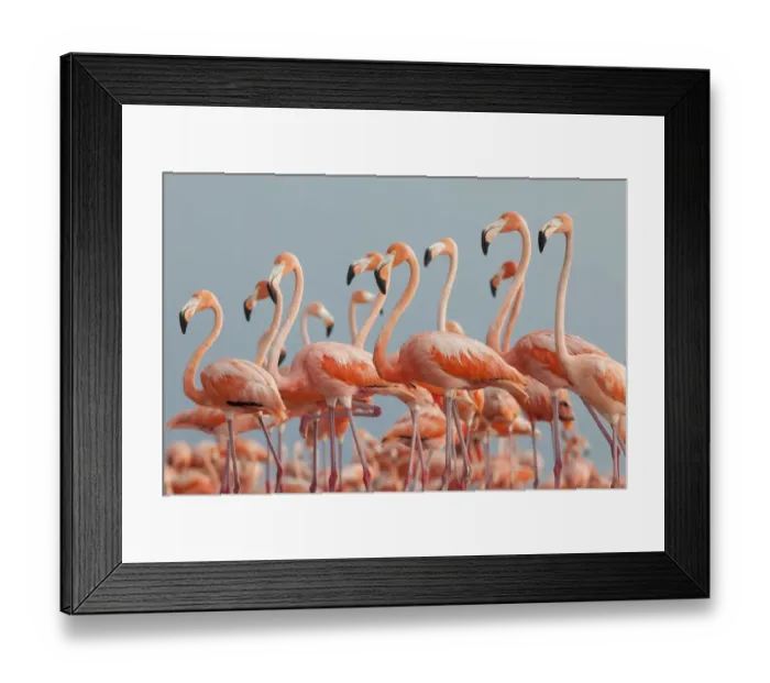 Framed Print : Caribbean flamingo (Phoenicopterus ruber) flock, Ria Lagartos Biosphere Reserve Framed Print : Caribbean flamingo (Phoenicopterus ruber) flock, Ria Lagartos Biosphere Reserve