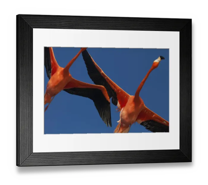 Framed Print : Caribbean flamingos (Phoenicopterus ruber) flying, Ria Celestun Biosphere Reserve Framed Print : Caribbean flamingos (Phoenicopterus ruber) flying, Ria Celestun Biosphere Reserve