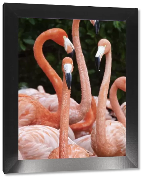 Caribbean flamingo (Phoenicopterus ruber), group, Ria Celestun Biosphere Reserve