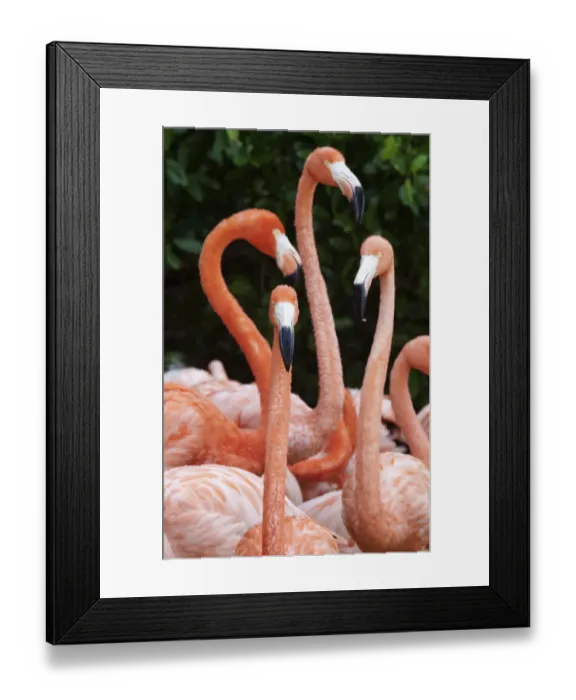 Framed Print : Caribbean flamingo (Phoenicopterus ruber), group, Ria Celestun Biosphere Reserve Framed Print : Caribbean flamingo (Phoenicopterus ruber), group, Ria Celestun Biosphere Reserve