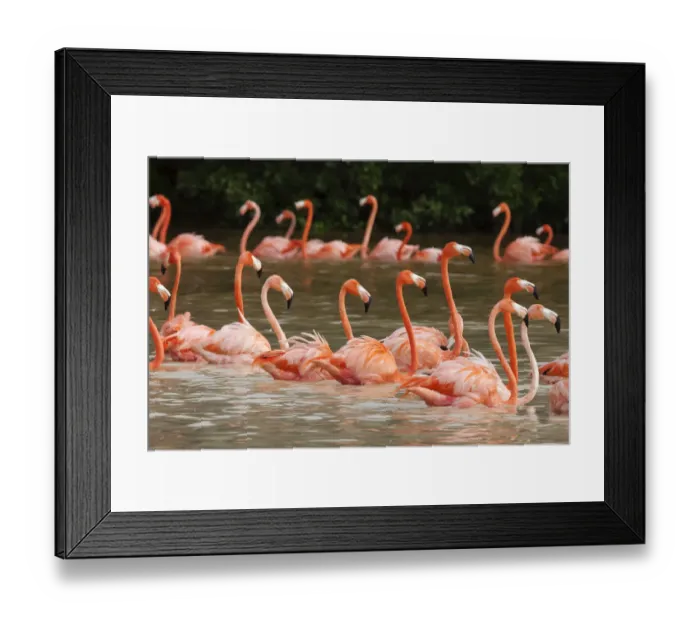 Framed Print : Caribbean flamingo (Phoenicopterus ruber) flock moving to other parts of the lagoon in Framed Print : Caribbean flamingo (Phoenicopterus ruber) flock moving to other parts of the lagoon in