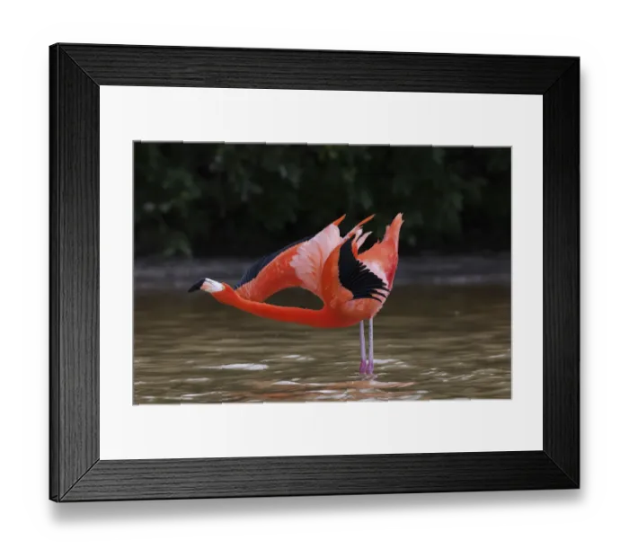 Framed Print : Caribbean flamingo (Phoenicopterus ruber) doing an inverted salute Framed Print : Caribbean flamingo (Phoenicopterus ruber) doing an inverted salute