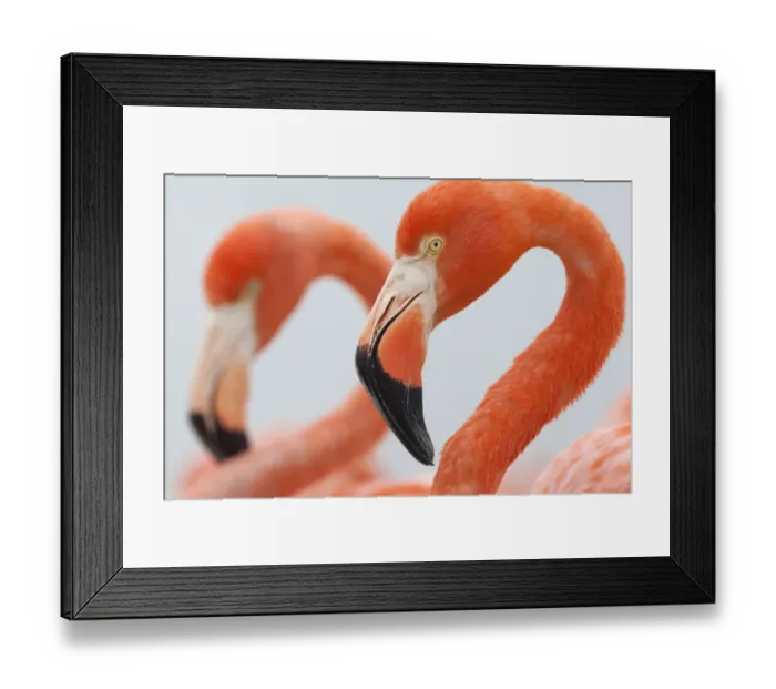 Framed Print : Close up of a Caribbean flamingo (Phoenicopterus ruber) in the breeding colony Framed Print : Close up of a Caribbean flamingo (Phoenicopterus ruber) in the breeding colony