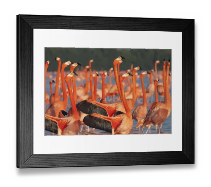 Framed Print : Caribbean flamingo (Phoenicopterus ruber) courtship display