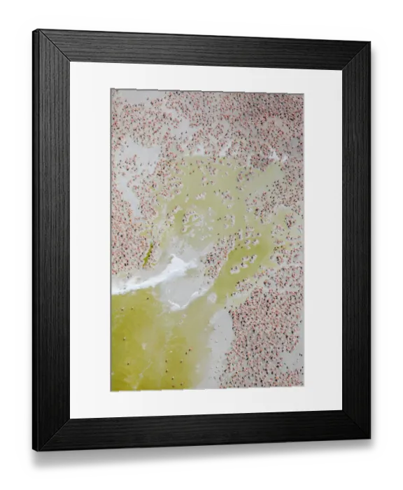 Framed Print : Aerial view of Caribbean flamingo (Phoenicopterus ruber) breeding colony Framed Print : Aerial view of Caribbean flamingo (Phoenicopterus ruber) breeding colony