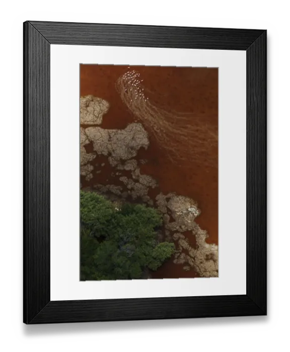 Framed Print : Aerial view of Caribbean flamingo (Phoenicopterus ruber) flock near mangrove forest Framed Print : Aerial view of Caribbean flamingo (Phoenicopterus ruber) flock near mangrove forest