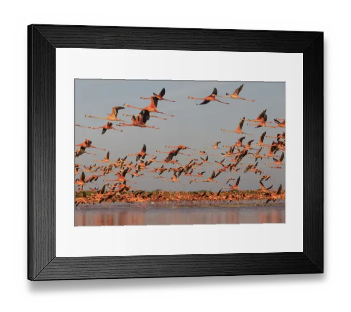 Framed Print : Caribbean flamingo (Phoenicopterus ruber) taking off from roosting site at dawn Framed Print : Caribbean flamingo (Phoenicopterus ruber) taking off from roosting site at dawn