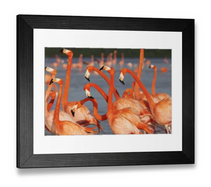 Framed Print : Caribbean flamingo (Phoenicopterus ruber) courtship display Framed Print : Caribbean flamingo (Phoenicopterus ruber) courtship display