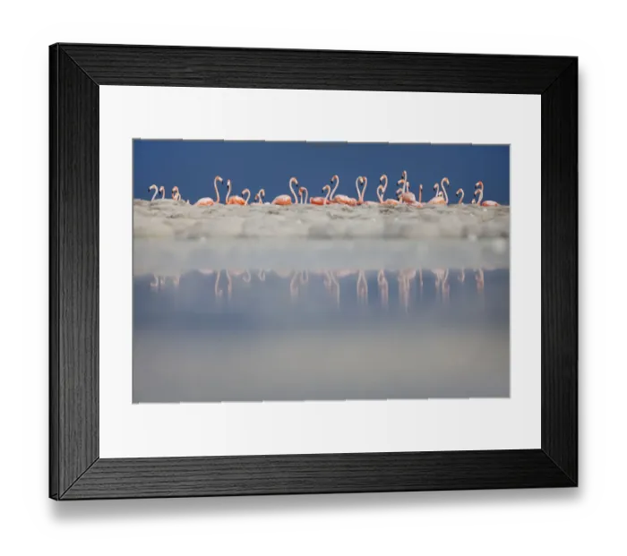 Framed Print : Caribbean flamingo (Phoenicopterus ruber) breeding colony, Ria Lagartos Biosphere Reserve Framed Print : Caribbean flamingo (Phoenicopterus ruber) breeding colony, Ria Lagartos Biosphere Reserve