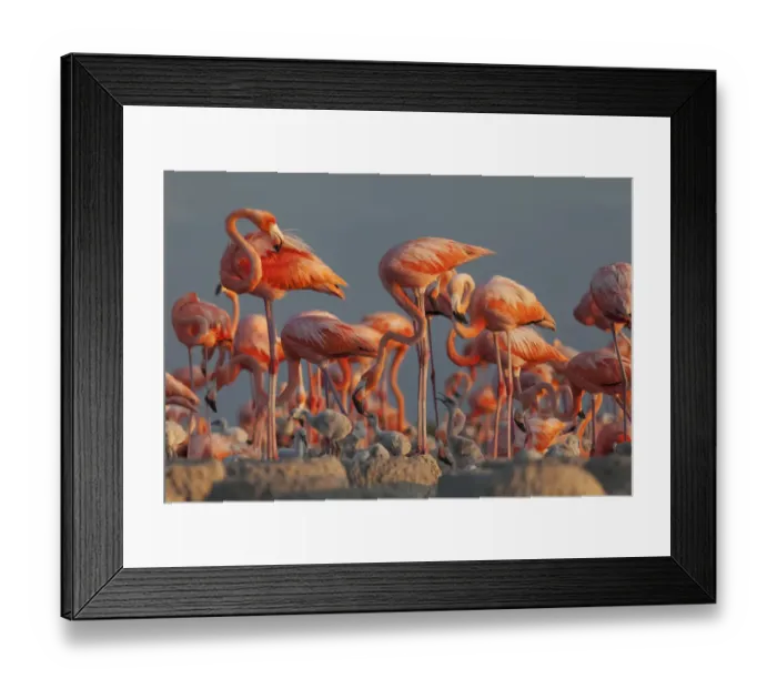 Framed Print : Caribbean flamingo (Phoenicopterus ruber) feeding crop milk to chick, breeding colony Framed Print : Caribbean flamingo (Phoenicopterus ruber) feeding crop milk to chick, breeding colony