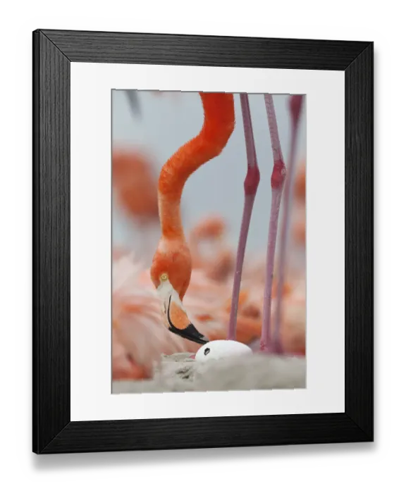 Framed Print : Caribbean flamingo (Phoenicopterus ruber) watching chick hatching Framed Print : Caribbean flamingo (Phoenicopterus ruber) watching chick hatching