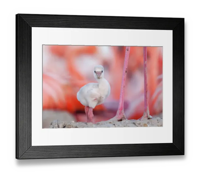 Framed Print : Caribbean flamingo (Phoenicopterus ruber) chick, standing by its parent's legs in its nest, Ria Lagartos Biosphere Reserve, Yucatan Peninsula, Mexico, June. Bookplate Framed Print : Caribbean flamingo (Phoenicopterus ruber) chick, standing by its parent's legs in its nest, Ria Lagartos Biosphere Reserve, Yucatan Peninsula, Mexico, June. Bookplate