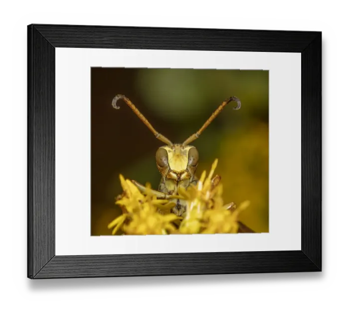 Framed Print : Lesser paper wasp (Polistes dorsalis) on Goldenrod (Solidago sp) Framed Print : Lesser paper wasp (Polistes dorsalis) on Goldenrod (Solidago sp)
