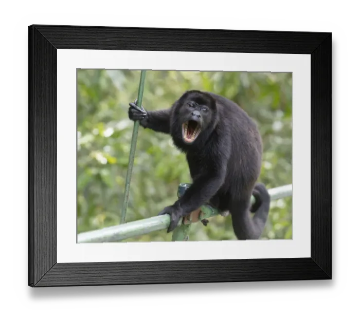 Framed Print : Male Mantled howler monkey (Alouatta palliata) on foot bridge Framed Print : Male Mantled howler monkey (Alouatta palliata) on foot bridge