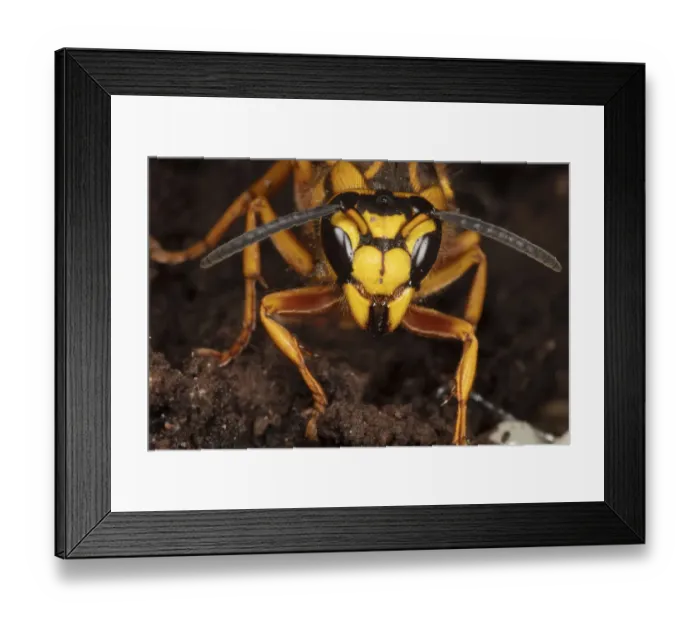 Framed Print : Southern yellowjacket (Vespula squamosa) in hibernaculum in log, Philadelphia Framed Print : Southern yellowjacket (Vespula squamosa) in hibernaculum in log, Philadelphia