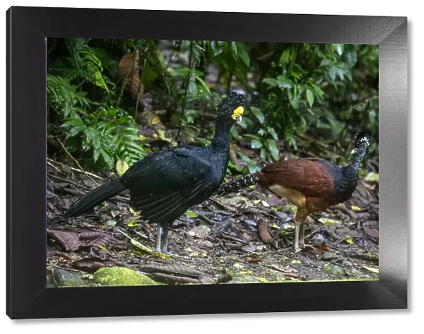 Pair of Great curassow (Crax rubra), La Selva Biological Station, Costa Rica