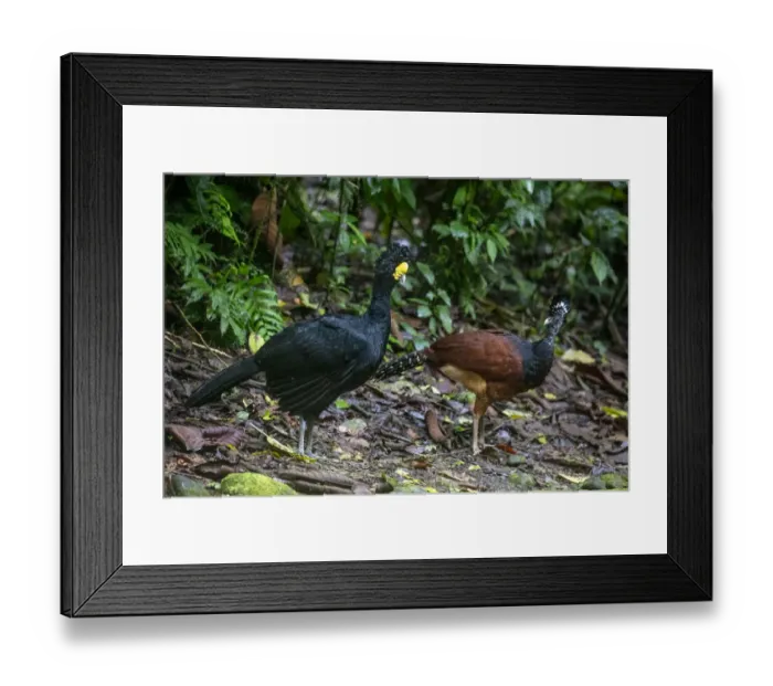 Framed Print : Pair of Great curassow (Crax rubra), La Selva Biological Station, Costa Rica Framed Print : Pair of Great curassow (Crax rubra), La Selva Biological Station, Costa Rica