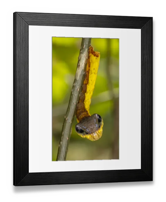 Framed Print : Snake-mimic caterpillar (Hemeroplanes triptolemus) a hawkmoth caterpillar that resembles Framed Print : Snake-mimic caterpillar (Hemeroplanes triptolemus) a hawkmoth caterpillar that resembles