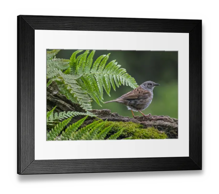 Framed Print : Dunnock (Prunella modularis) perching on tree branch, Belgium. July Framed Print : Dunnock (Prunella modularis) perching on tree branch, Belgium. July
