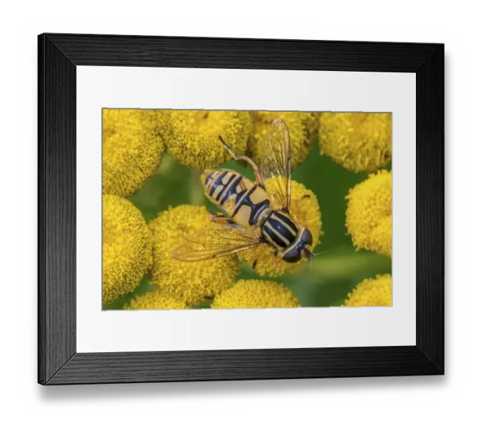 Framed Print : Female European hoverfly (Helophilus pendulus) pollinating Tansy (Tanacetum vulgare) Framed Print : Female European hoverfly (Helophilus pendulus) pollinating Tansy (Tanacetum vulgare)