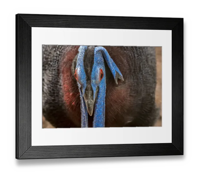 Framed Print : Male Bulwers pheasant / Bulwers wattled pheasant (Lophura bulweri) Framed Print : Male Bulwers pheasant / Bulwers wattled pheasant (Lophura bulweri)