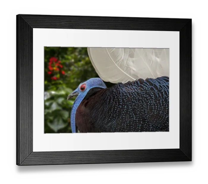 Framed Print : Male Bulwers pheasant / Bulwers wattled pheasant (Lophura bulweri) Framed Print : Male Bulwers pheasant / Bulwers wattled pheasant (Lophura bulweri)