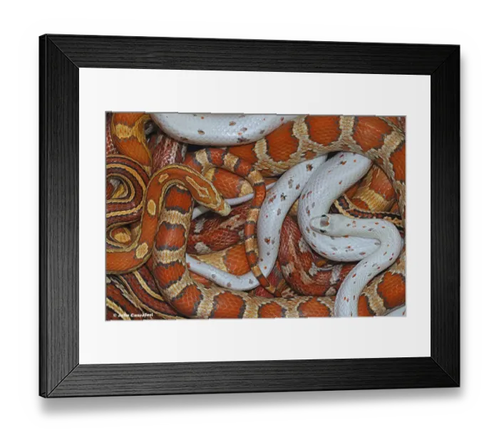 Framed Print : Corn snakes (Pantherophis guttatus) a collection of various morphotypes of captive snakes