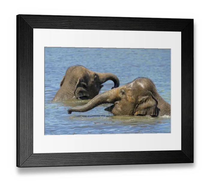 Framed Print : Two juvenile Asian elephants (Elephas maximus) having fun bathing and playing in river Framed Print : Two juvenile Asian elephants (Elephas maximus) having fun bathing and playing in river