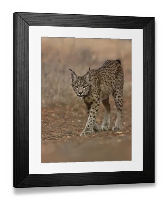 Framed Print : Eurasian lynx (Lynx lynx) walking, Castilla La Mancha, Spain. August Framed Print : Eurasian lynx (Lynx lynx) walking, Castilla La Mancha, Spain. August